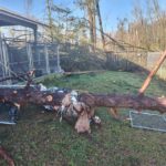 Disaster Volunteer at Amory Human Society with Cleanup, Chainsaws, and Moving Trees